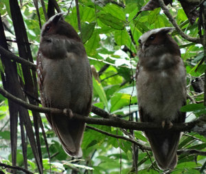 Crested owls, Amazon, Ecuador