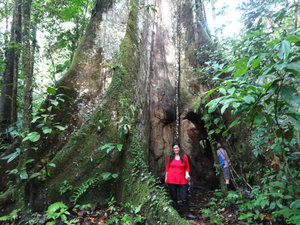 Enormous tree, Amazon