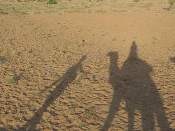 L'ombre du chameau