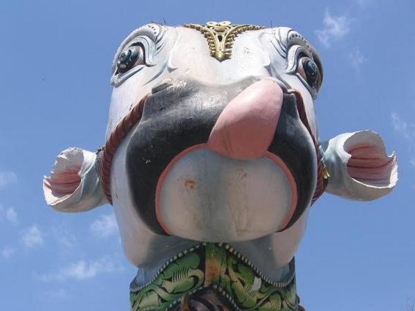 La vache celeste -Madurai-