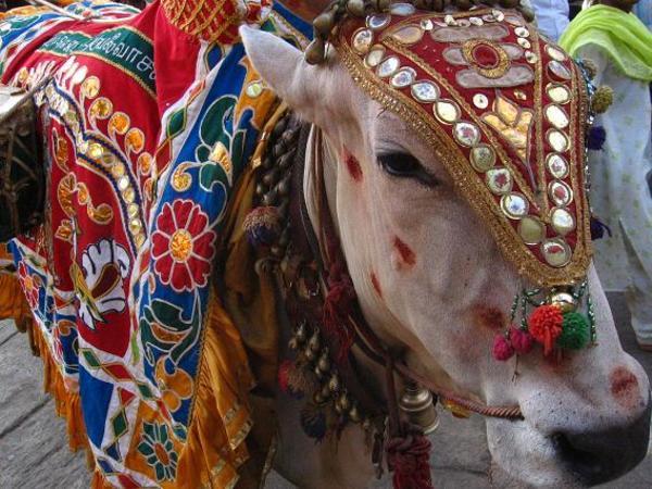 La vache sacree -Madurai-