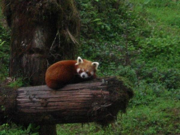 Symbole du Sikkim: le panda rouge