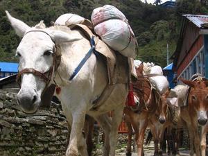 Caravane de mulets sur la route des montagnes - Massif des Annapurnas-