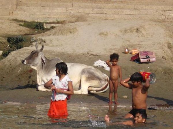 Autre symbole fort de l'hindouisme...les vaches sacrees se prelassent sur le rivage