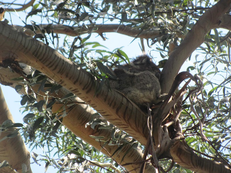 Discovered Mr Koala on the way