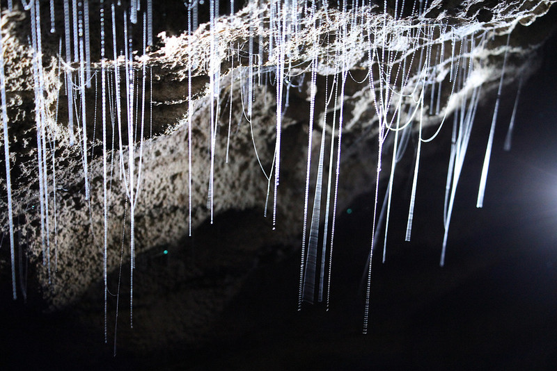 Glowworms Caves
