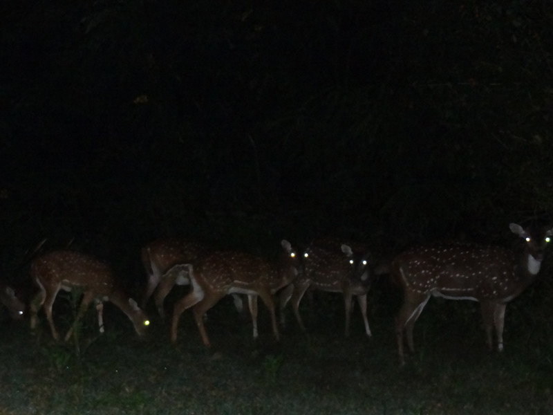Deer Sightings