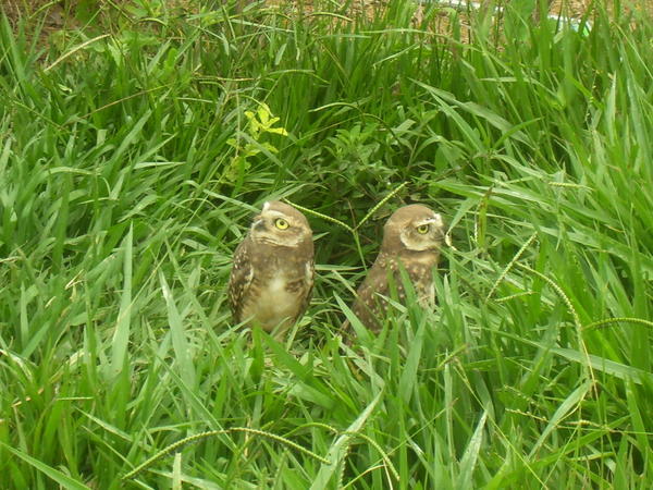 Unafraid Owls
