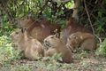 Famille de capybaras