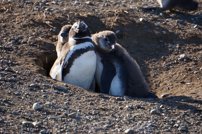 Famille pingouins