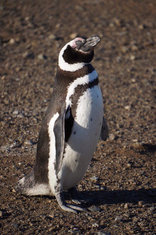 Maman pingouin