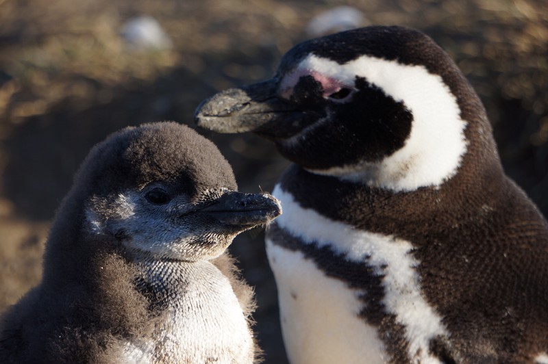 Cousins pingouins