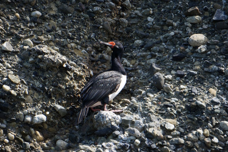 Rock cormoran
