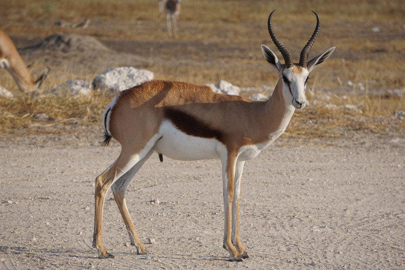 Springbok mâle
