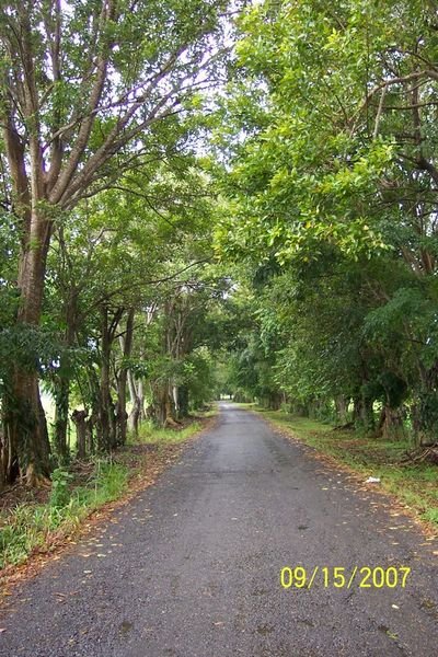 tree lined driveway