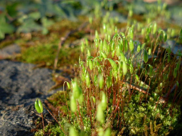 Mossy sprouts...