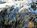 Seaweed 