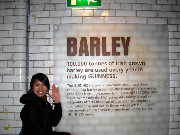 Barley at the Guinness plant