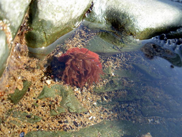 Sea anemone in Bunmahon