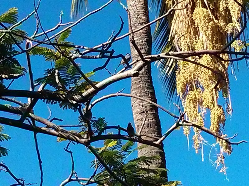 Birds in the palm tree in front of the lanai