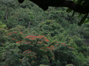 Jungle on Road to Hana