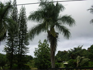 Tall palm tree, Road to Hana