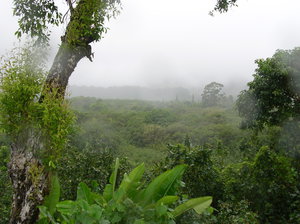 Viewpoint over the jungle