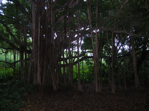 Banyon tree at seven sacred pools trail