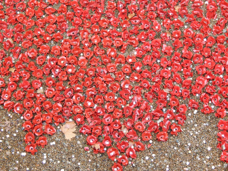 Thousands of red flowers