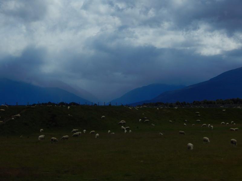 Sheep and Mountains