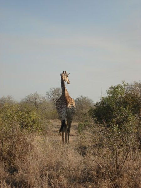 Giraffe- 