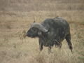 and we cannot forget the Buffalo!