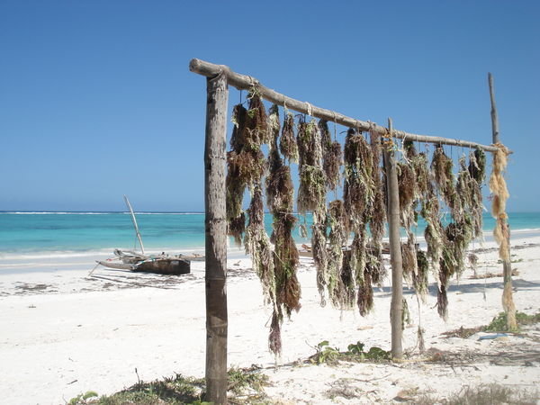 seagrass drying in the wind