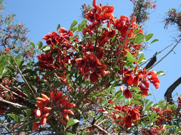 Ceibo- the Natonal Flower of Argentina