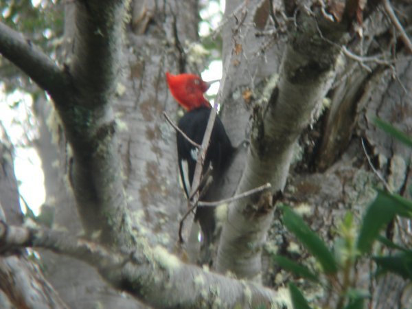 Mr. Woodpecker