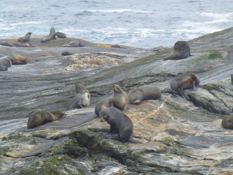 Fur seals enjoying the sun