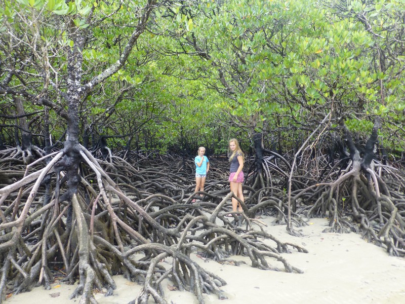 Mangroves on the beach