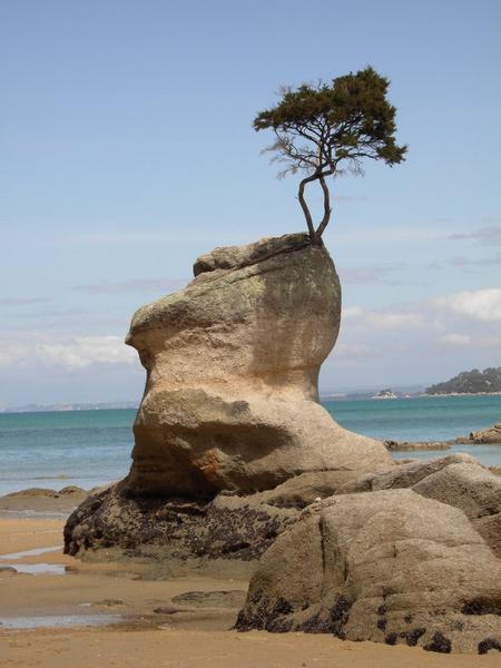 Tree on Rock
