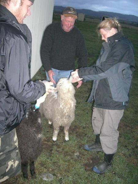 Deb feeding lamb