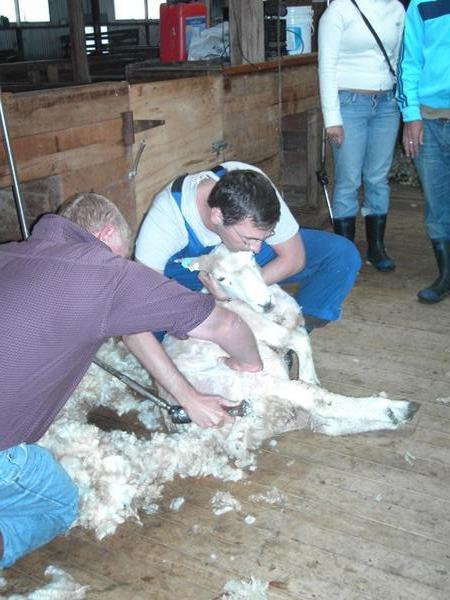 Mike shearing a sheep