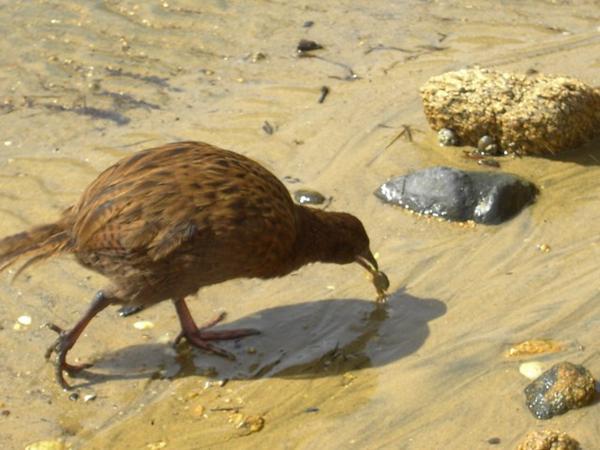 Weka with crab