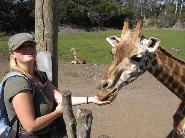 Debbie feeds a giraffe