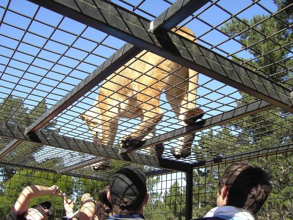 Lion on a cage