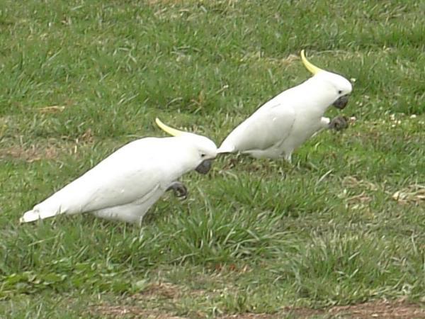 Cockatoos at Senate Park