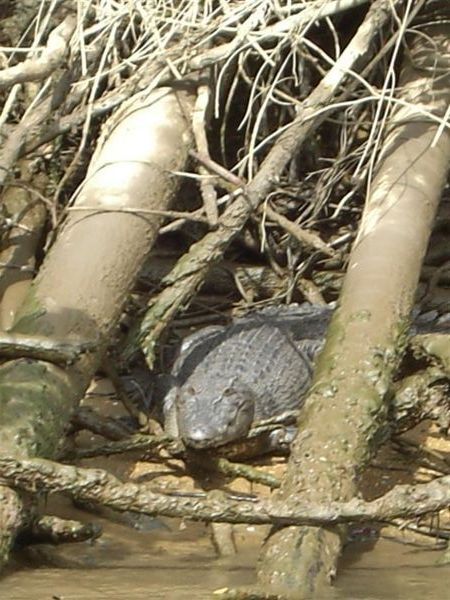 Saltwater Croc on Daintree River