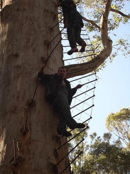 Mike climbing Gloucester tree