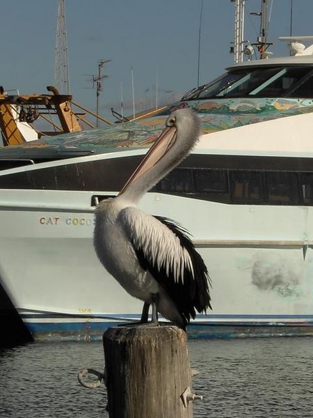 Pelican at Fremantle