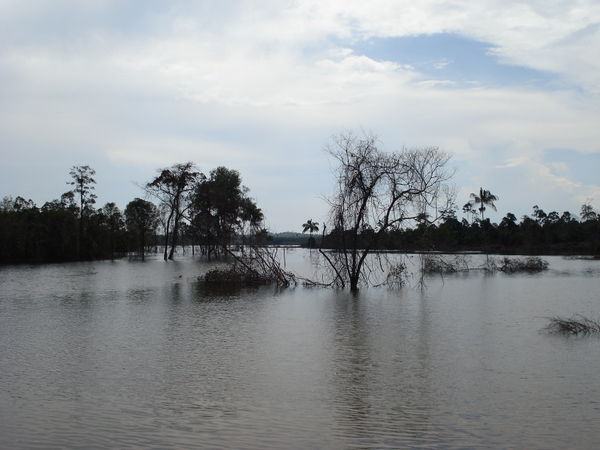 Sihanoukville Swamps