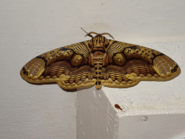 Pint size moth