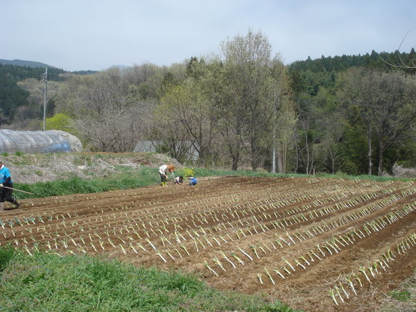 Planting spring onions
